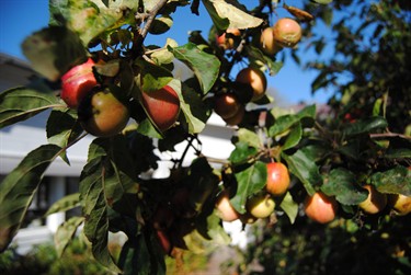 Foto på ett äppelträds grenar